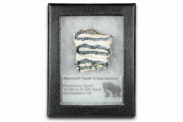 Mammoth Molar Slice With Case - South Carolina #335363